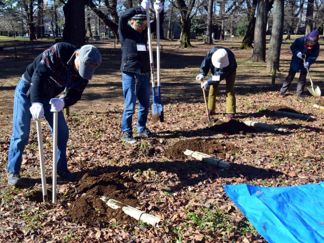大宮公園で桜守ボランティアが土壌改良　老齢化するサクラを手入れ – 大宮経済新聞