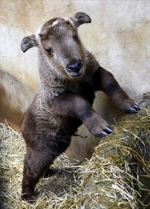 あらかわいい！　多摩動物公園でゴールデンターキンの赤ちゃんを公開　1月生まれの男の子だよー！ （ねとらぼ） – Yahoo!ニュース