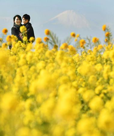 「立春」菜の花が見頃 神奈川・横須賀の公園 | どうしんウェブ／電子版（暮らし・話題）