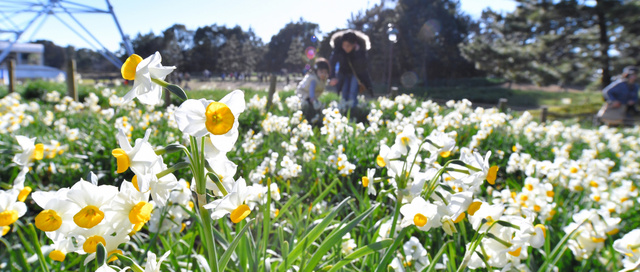 スイセンの花、見ごろ　東京・葛西臨海公園に２０万本：朝日新聞デジタル