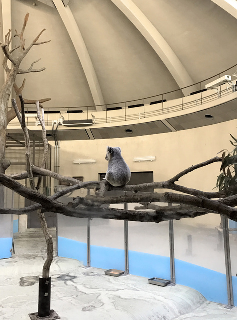 コアラ、展示場にぽつんと１頭　多摩動物公園、メスは…：朝日新聞デジタル