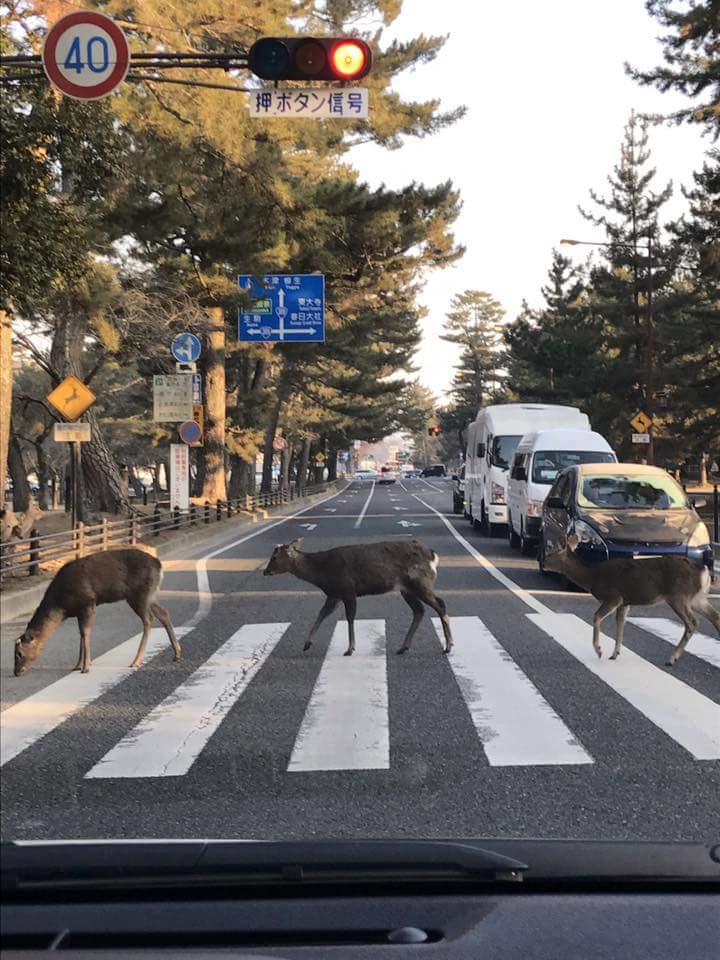 奈良で「鹿のビートルズ」激写される