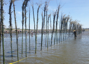 葛西海浜公園の水質浄化へ 古式漁具「竹ひび」設置