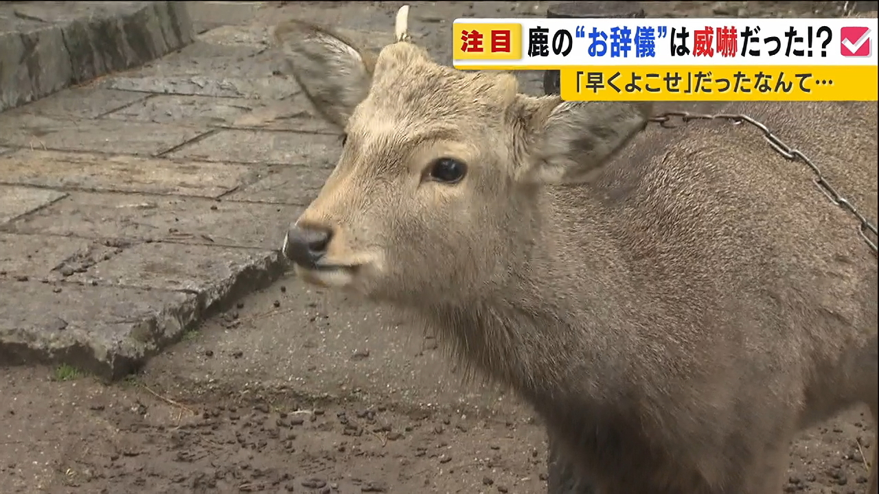 奈良公園の鹿　お辞儀は礼儀ではなく威嚇？｜MBS 関西のニュース