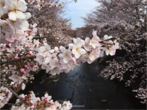 上野恩賜公園は3月23日に桜開花の見通し – ウェザーニュース
