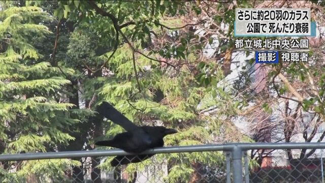都内の公園 相次ぐカラス大量死 さらに約２０羽確認 | NHKニュース