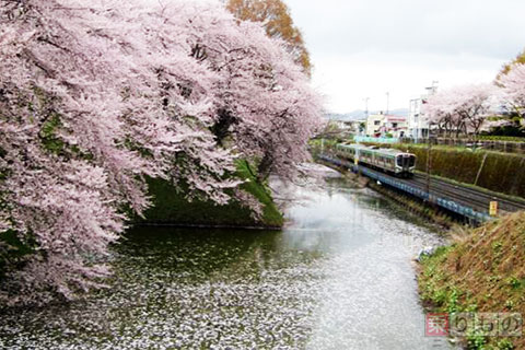 奥羽本線の山形～北山形間で減速運転　霞城公園の桜を堪能　JR東日本 | 乗りものニュース