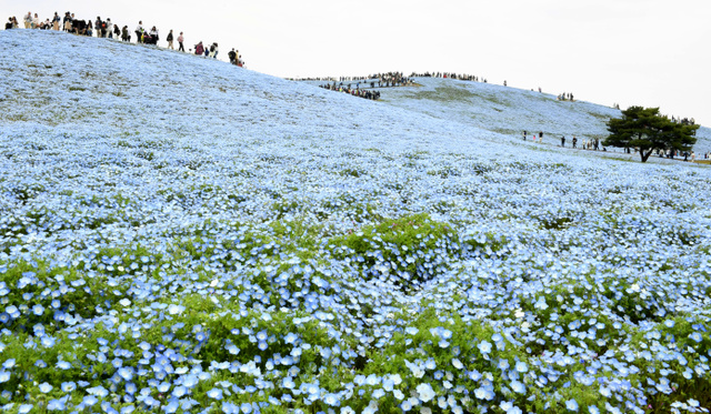 青色の絨毯、ネモフィラが見ごろ　茨城・ひたち海浜公園：朝日新聞デジタル