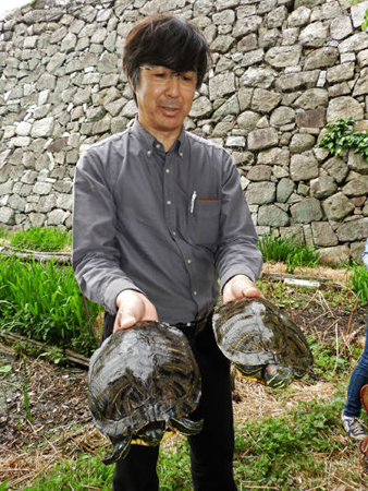 淀城跡公園のハス、カメ食害で激減 京都、外来種捕獲へ