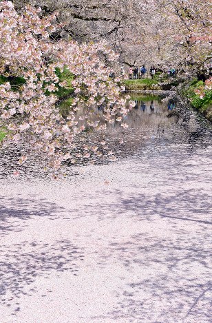 青森・弘前公園：桜の花びらで花筏　外堀の水面埋め尽くし