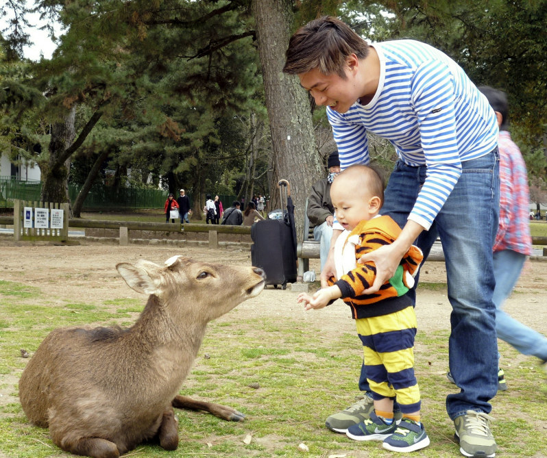 奈良公園：「鹿せんべい」与えてけがする外国人が増加 – 毎日新聞