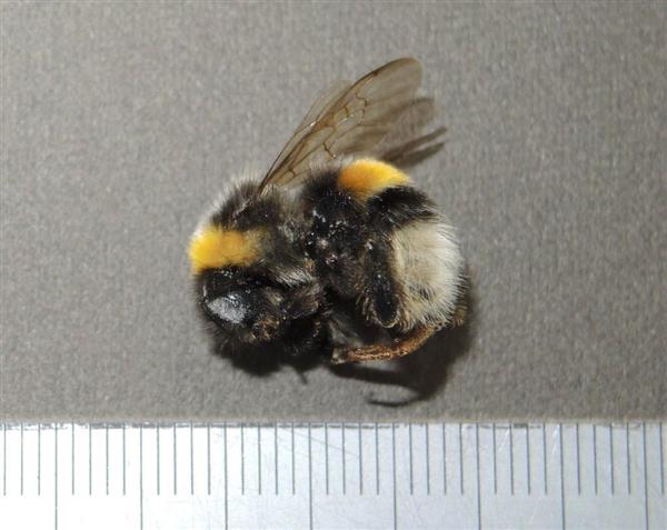 埼玉の公園で捕獲された特定外来種の女王蜂　環境省で本州定着調査