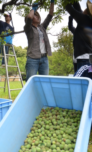 児童らのため給食調理員が豊橋・向山緑地で梅収穫 | 東愛知新聞