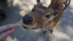 奈良公園のシカによるけが人が過去最悪…未然に防げる「シカサイン」のやり方を聞いた – FNN.jpプライムオンライン