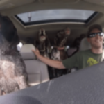 飼い主さんとドライブ中の４匹の犬たち。目的地が公園と知った瞬間の興奮ぶりが凄まじい！ | ニコニコニュース