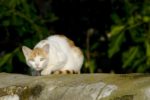 千葉市の公園で怪我した猫が相次ぎ見つかる　2匹の体内からは「鉛の弾」 – ニュースサイトしらべぇ