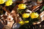 清水坂公園で黄色い春の妖精「福寿草」が開花　見頃は3月上旬まで – 赤羽経済新聞