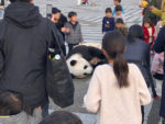 【注意】都内の公園にパンダが出没！ 動物園から脱走か!? | ロケットニュース24