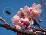 荒川自然公園　公式ブログ：公園管理通信 ニホンミツバチを発見
