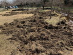 イノシシが夜の公園で大暴れ 芝生掘り起こされ無残な姿 　五智公園とたにはま公園｜上越タウンジャーナル