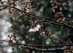 東京で桜開花、最速記録　全国一番乗り―気象庁：時事ドットコム